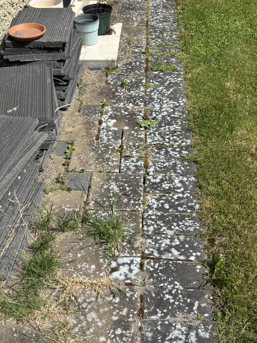 Grey pavers with white lichen and weeds growing through